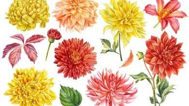 Draw a chrysanthemum