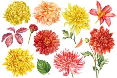 Draw a chrysanthemum