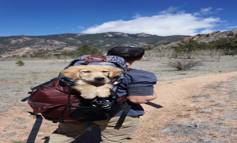 Traveling With Pets