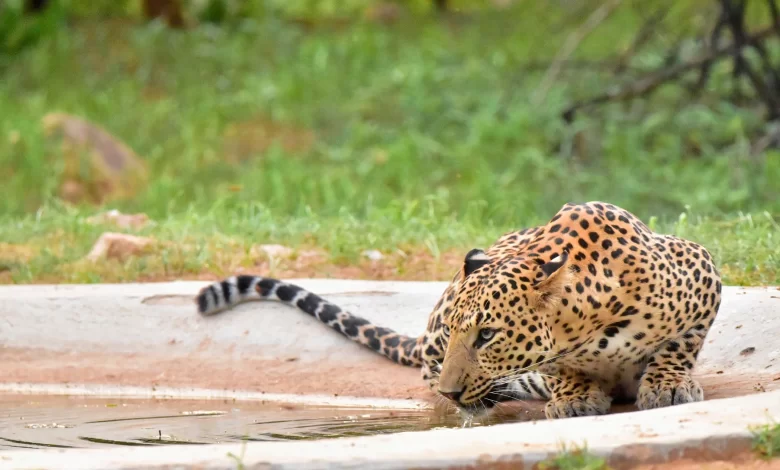 Jhalana Safari Park