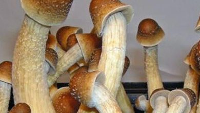 penis envy mushrooms from mungus shrooms