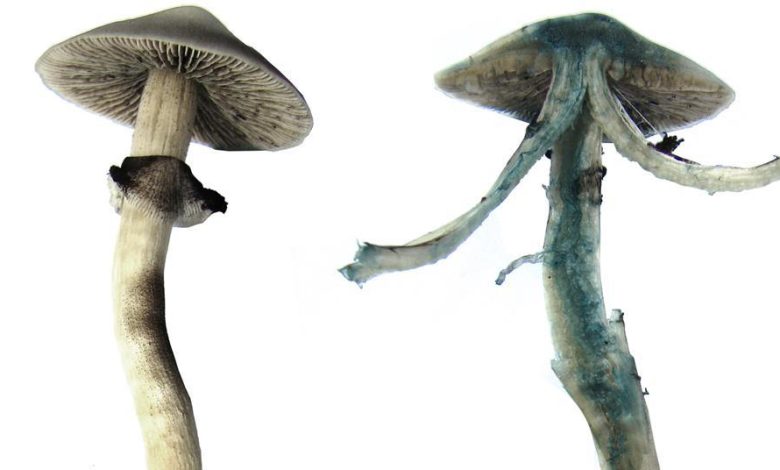 blue-meanie-mushrooms