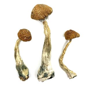 buy magic mushrooms canada