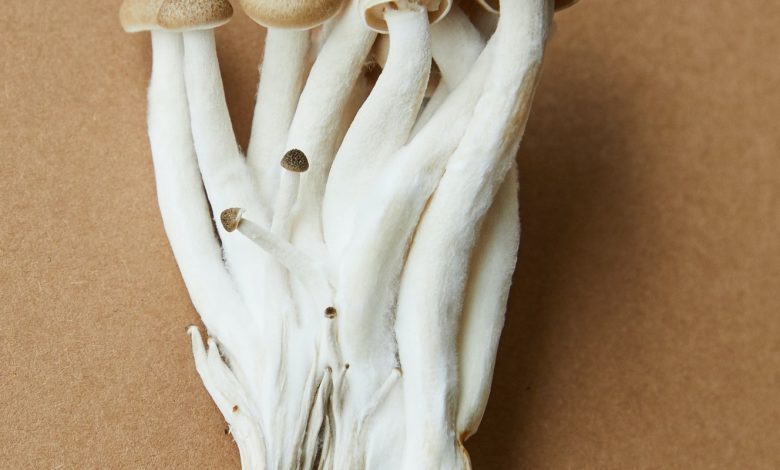 Wholesale magic mushroom