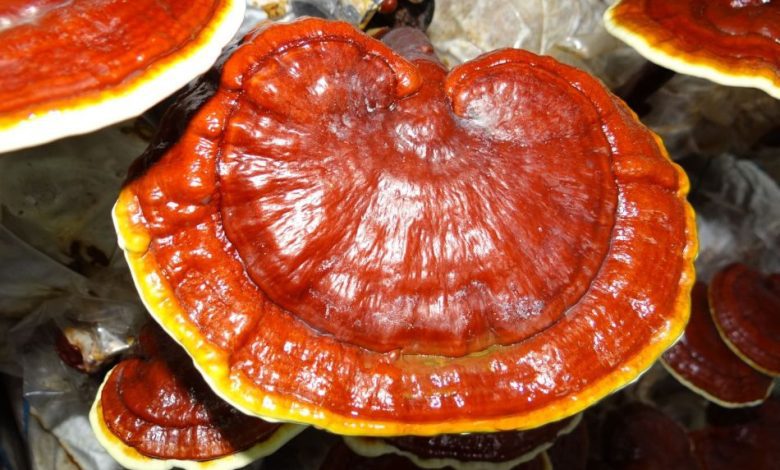 Lingzhi Mushroom Benefits For Body Health