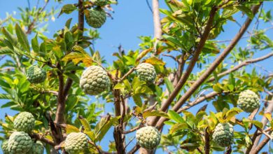 Custard Apple