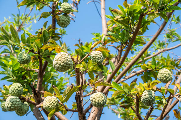 Custard Apple