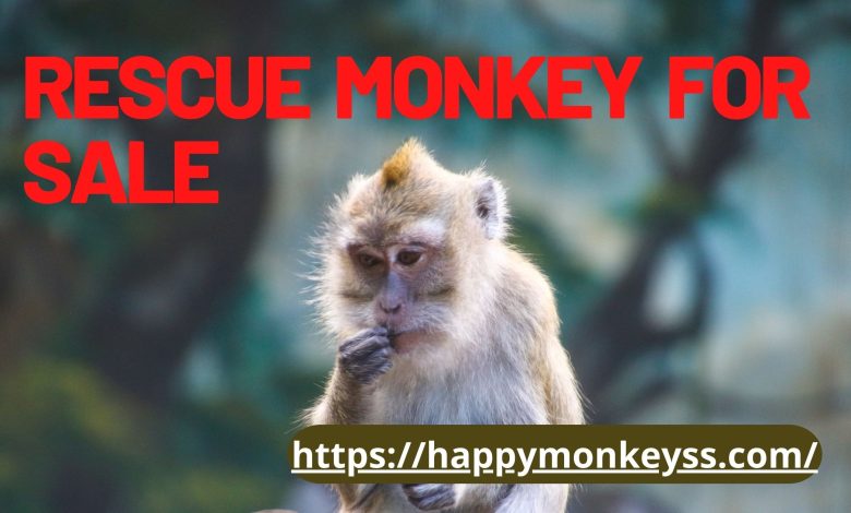 Rescue monkey for sale