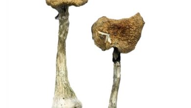 A+ Magic Mushrooms