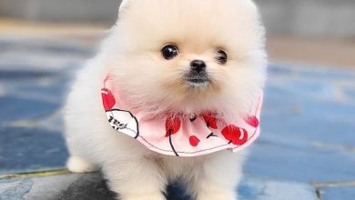 Pomeranian Puppies for Sale