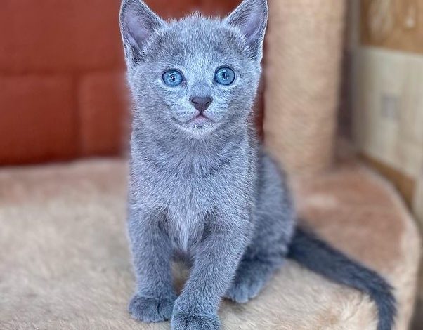 Russian Blue Kitten for Sale