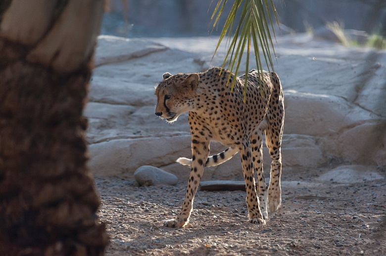 Sharjah Desert Park