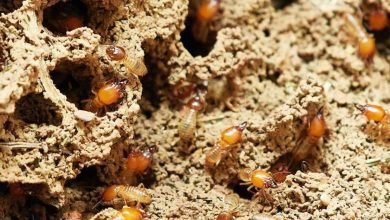 Termites Inspection Termite Inspections