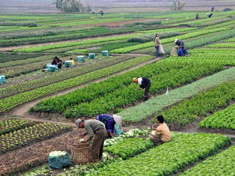 Agriculture