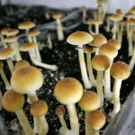 Shrooms