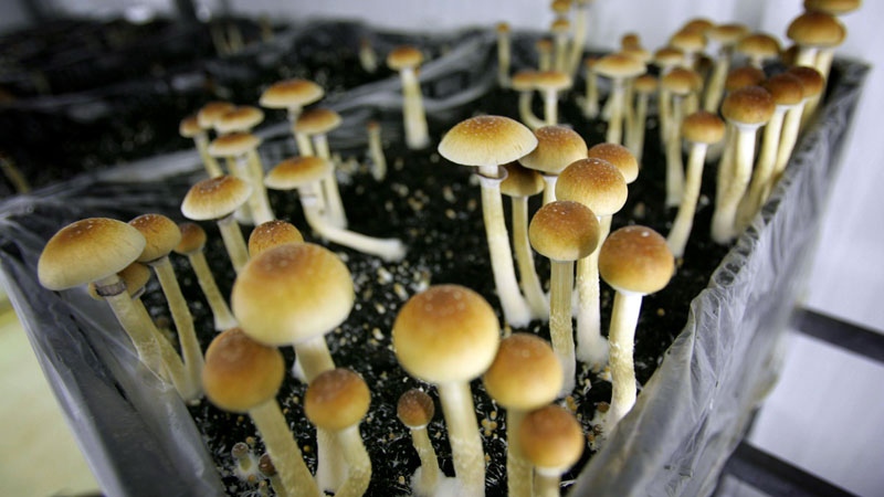Shrooms