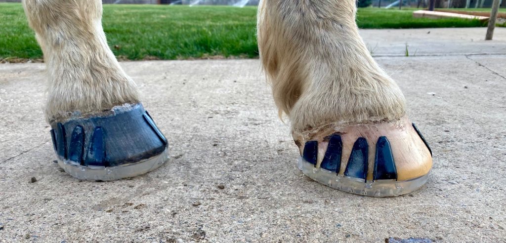 Horseshoes
