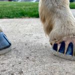 Horseshoes