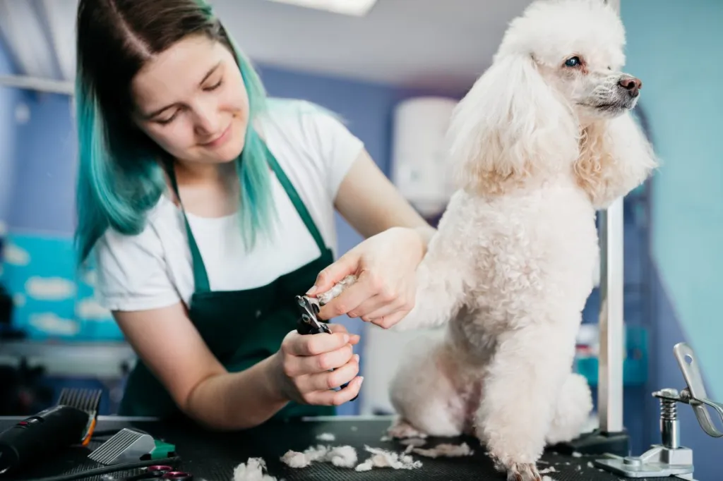 Dog Groomer