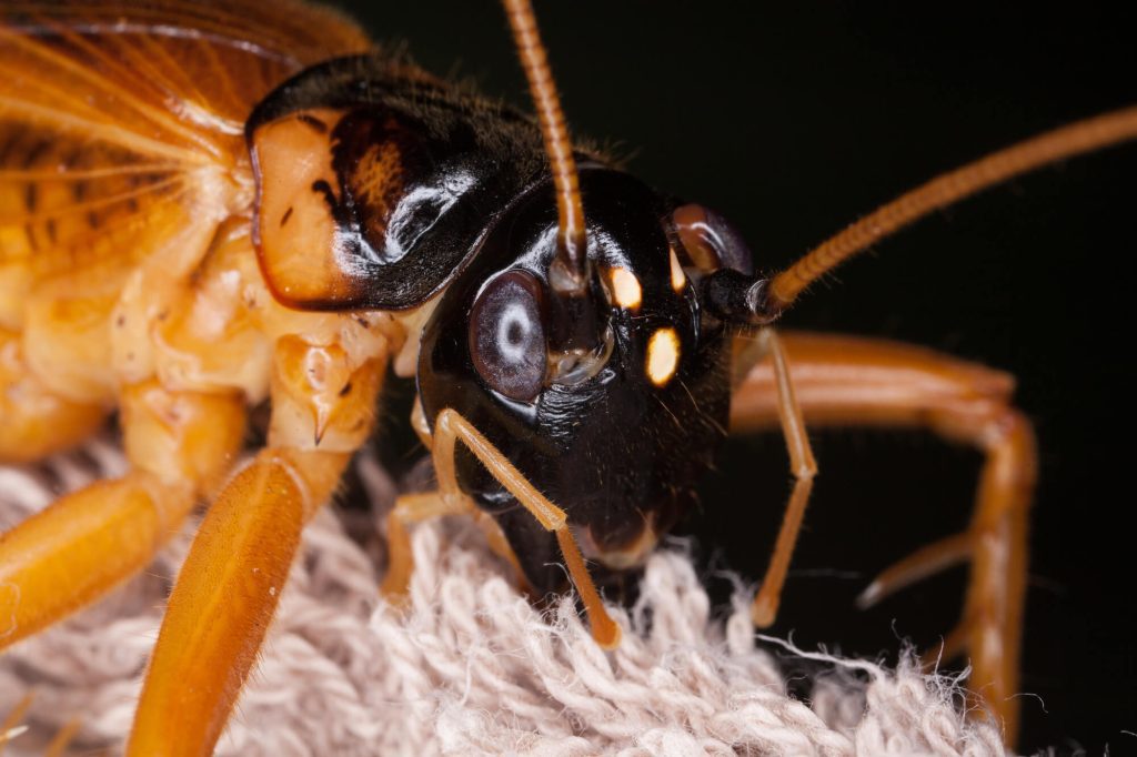 pest control in Melbourne