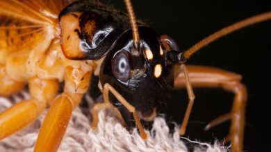 pest control in Melbourne