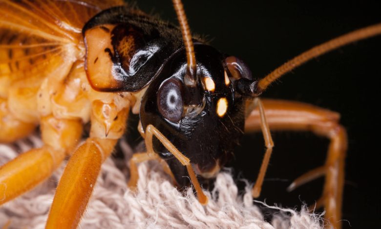 pest control in Melbourne