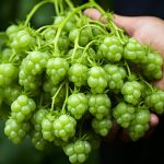 hop suppliers