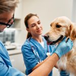affordable and reliable veterinary care in Miami
