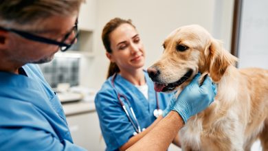 affordable and reliable veterinary care in Miami