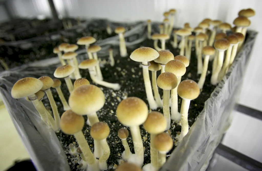 Magic mushrooms for anxiety treatment