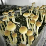 Magic mushrooms for anxiety treatment