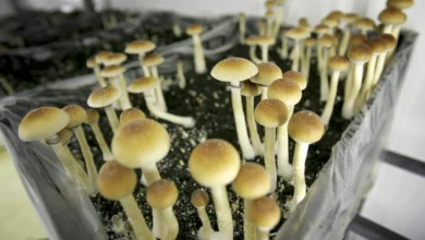 Magic mushrooms for anxiety treatment