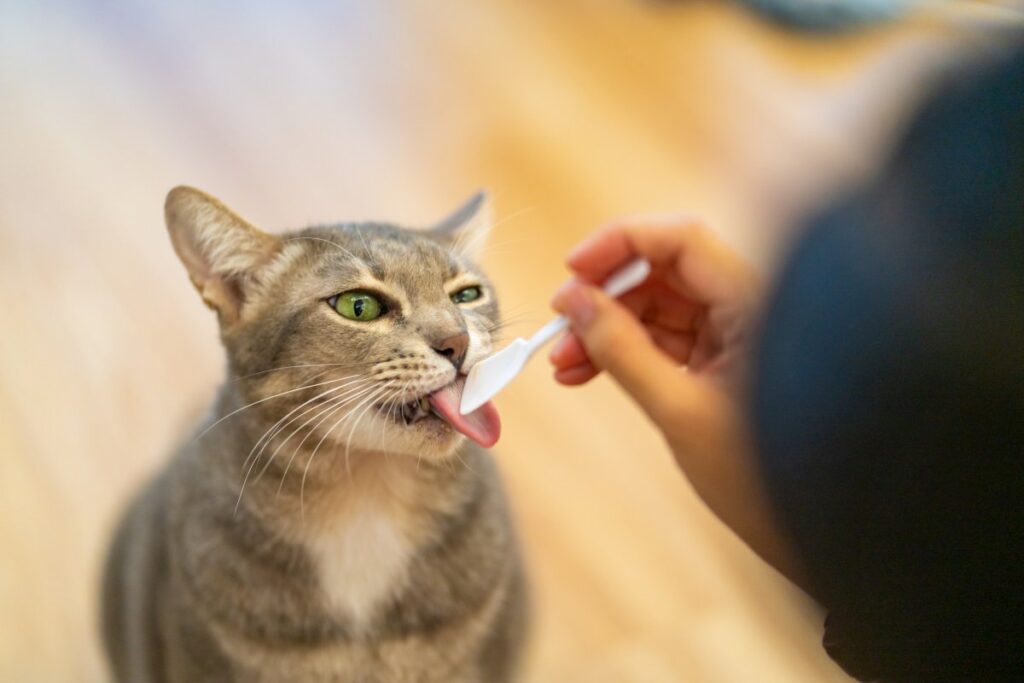 Cat treats