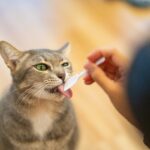 Cat treats