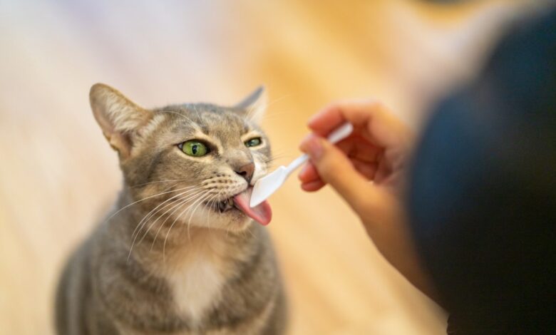 Cat treats